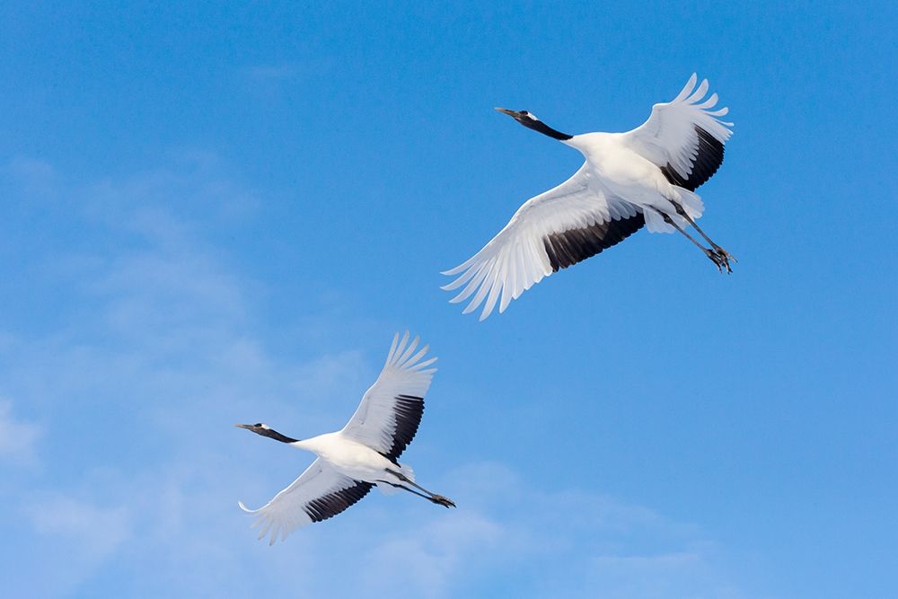 Japan-Hokkaido-Kushiro Two red-crowned cranes fly into the crane center